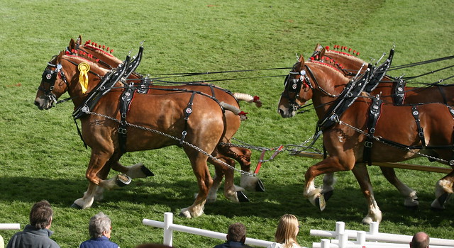 Heavy Horse Turnout - Fours