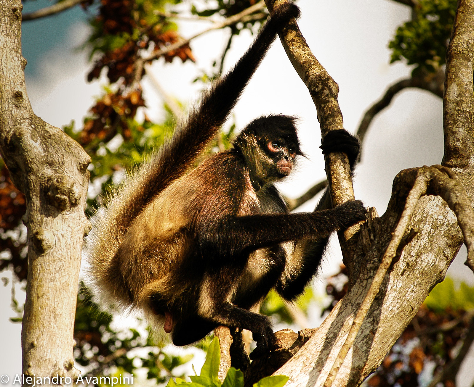 Mono en la Selva Tropical
