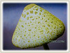 Leucocoprinus birnbaumii (Flowerpot Parasol, Plantpot Dapperling, Yellow Parasol, Yellow Pleated Parasol, Yellow Houseplant Mushroom, Lemon-yellow Lepiota)