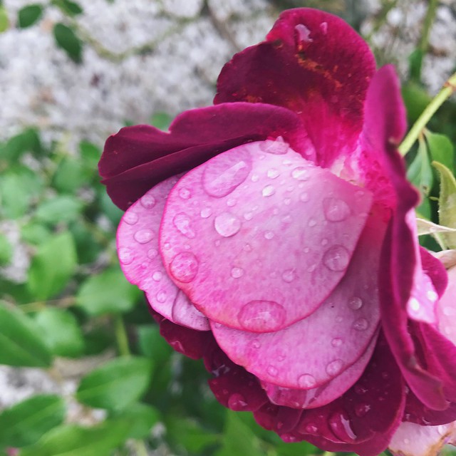 rose with rain drops