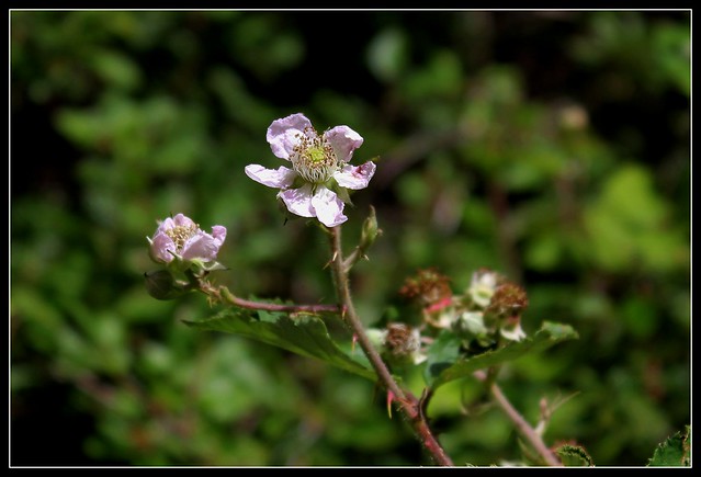 Rubus fruticosus - ronce commune 35181530400_46944a9ac8_z