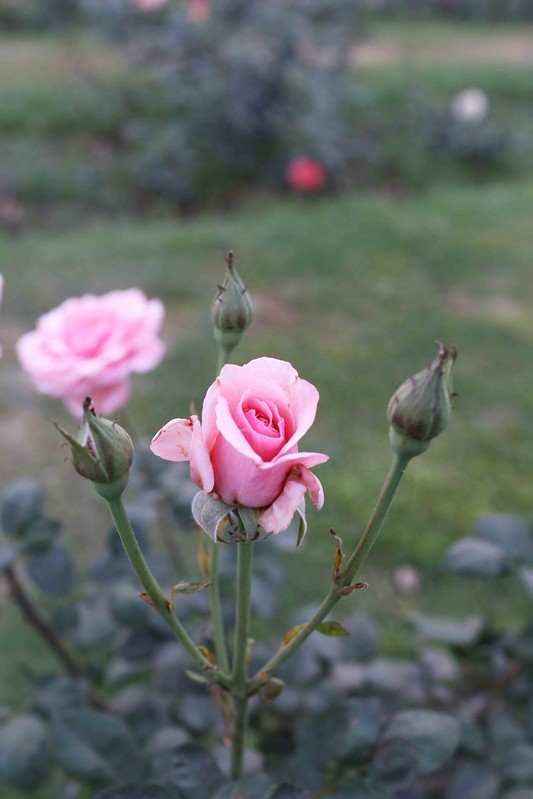 City Hangout - Rose Garden of England, Lodhi Gardens