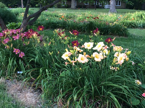 daylilies in the front yard