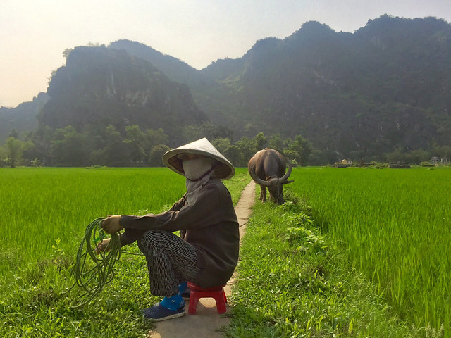 VIETNAM, DONDE LOS DRAGONES EXISTEN - Blogs de Vietnam - NINH BINH (13)