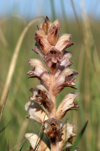 Clove-scented Broomrape Orobanche caryophyllacea