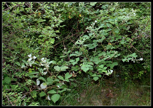 Rubus fruticosus - ronce commune 34759606583_016546f869