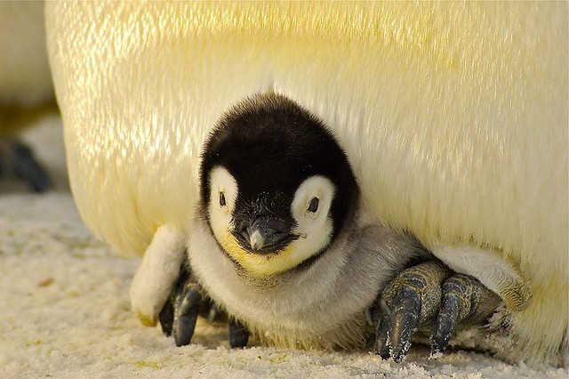 baby-penguin