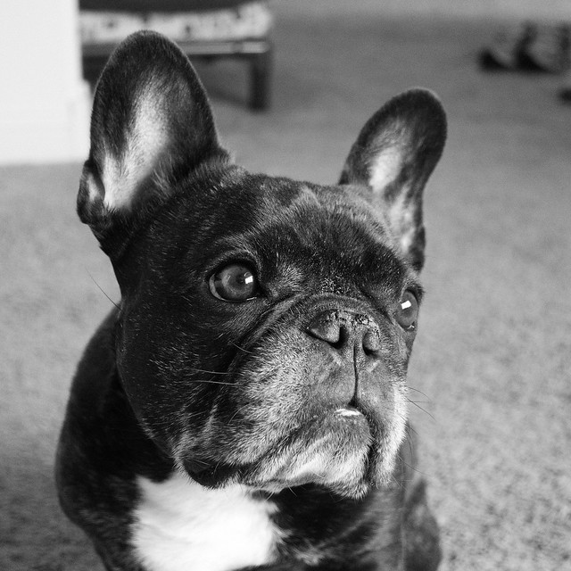 French Bulldogs / Bouledogues Francais | Flickr