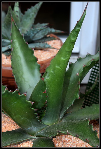 Agave gentryi 'Jaws' 35069043376_a4f64386d5