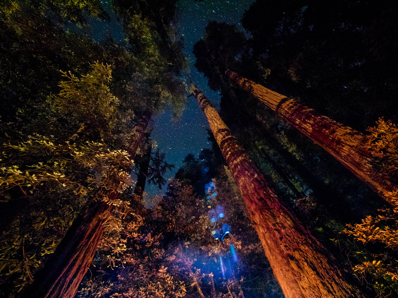Redwoods-13