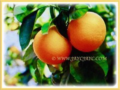 Beautiful ripened fruits of Citrus mitis (Calamansi, Golden Lime, Panama Orange, Calamondin Orange, Chinese Orange, Musk/Acid Orange), 29 June 2017