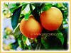 Citrus mitis (Calamansi, Golden Lime, Panama Orange, Orange Calamondin, Chinese Orange, Musk/Acid Orange, Limau Kasturi)