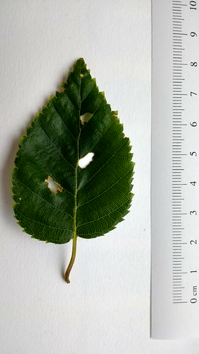 Betula leaf