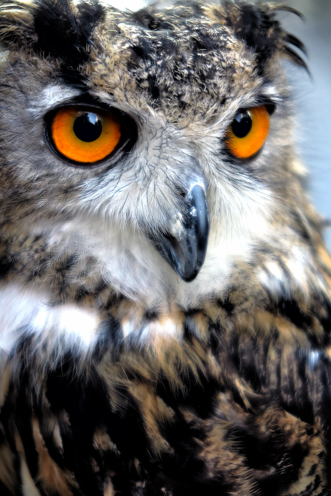 Portrait Of An Owl