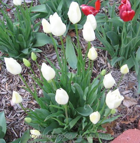 21_white_tulips