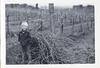 1974_jason_with_prunings