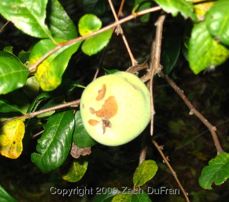 quince_fruit