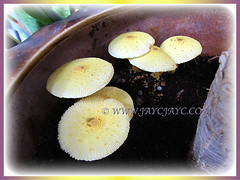 Pretty mushroom-shaped Leucocoprinus birnbaumii (Flowerpot Parasol, Plantpot Dapperling, Yellow Pleated Parasol, Yellow Houseplant Mushroom, Lemon-yellow Lepiota), 11 Aug 2013