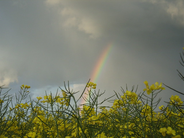 Regenbogen über Rapsfeld