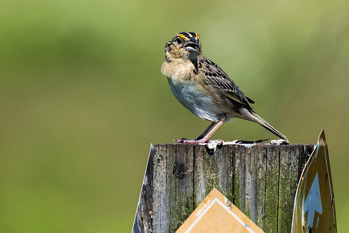 Negri-Nepote: Grasshopper Sparrow Gossiping