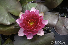 Nymphaea Perry's Dwarf Red