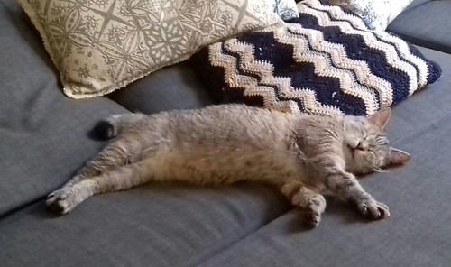 Byron, un bellezón de gato siamés tabby súper bueno esterilizado, nacido en Agosto´13, en adopción. Valencia. ADOPTADO. 35890752200_b6c48eaf8c