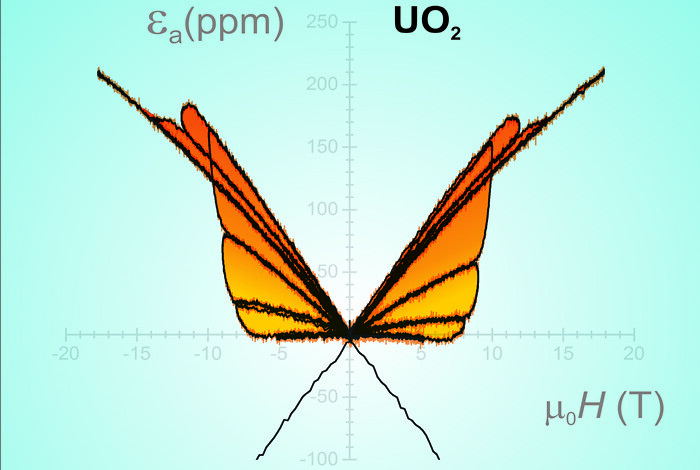 Strain hysteresis butterfly for uranium oxide measured at the National High Magnetic Field Laboratory’s Pulsed Field Facility at Los Alamos National Laboratory .