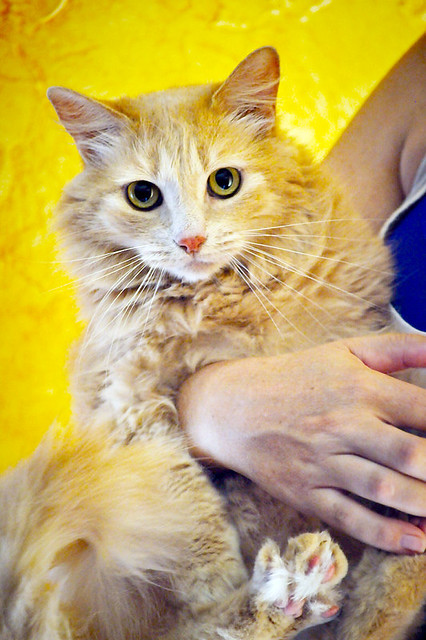 Blondie, gata Angora vainilla tímida y dulce esterilizada, nacida en Abril´13, en adopción. Valencia. ADOPTADA. 36047979941_91853ecbbc_z