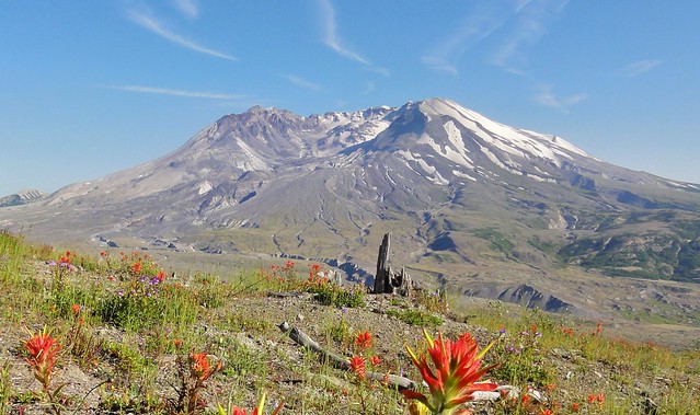 Image shows Mount St. Helens, mostly gray except for streaks of white along her outer flanks and on her lava dome. She is rising above the North Fork Toutle RIver valley. In the foreground is a slope with Indian paintbrush and the shattered stump of a tree. The skies are blue, with only narrow whisps of cloud streaking over the broken summit.