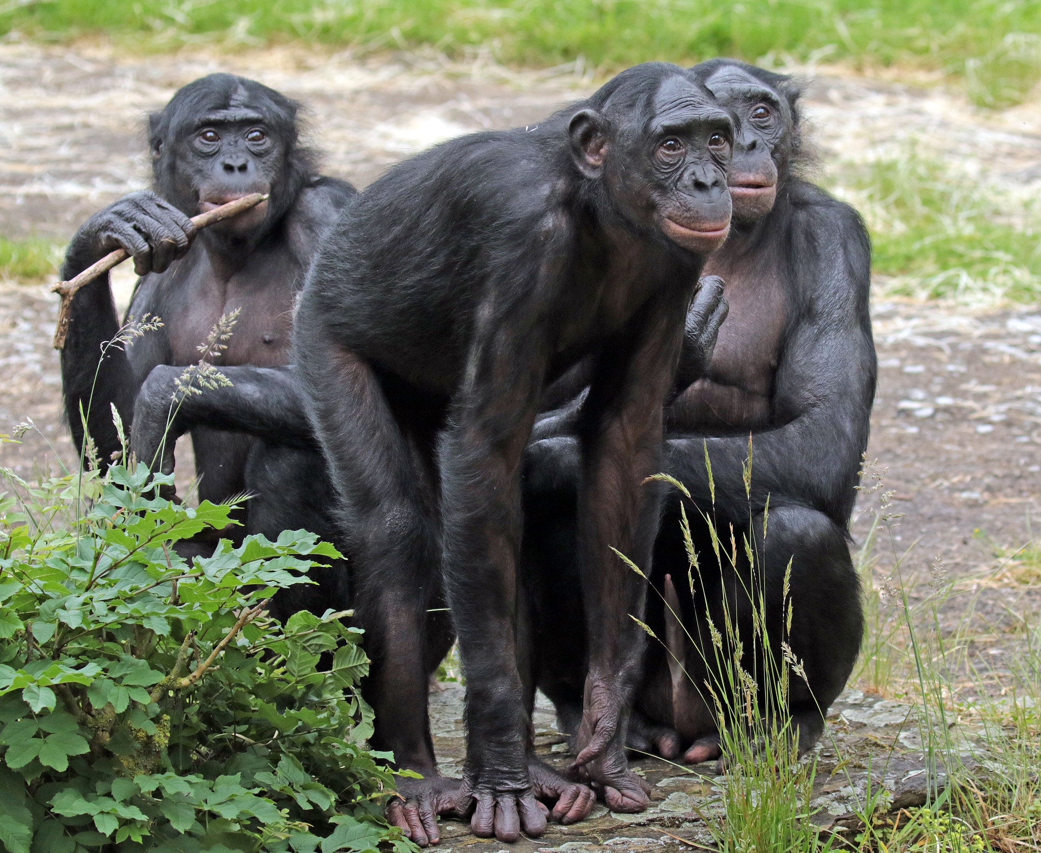 Карликовый шимпанзе 6. Бонобо обезьяна. Шимпанзе бонобо. Бонобо самец. Шимпанзе бонобо самец.
