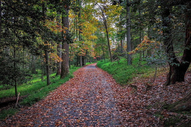 A quiet walk in the woods with crisp leaves underfoot is an ideal way to celebrate fall