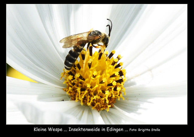 Gemeindepark Edingen am Friedhof ... Bienen- und Insektenweide ... ein Augenschmaus für menschliche Parkbesucher ... Fotos: Brigitte Stolle, Juli 2017