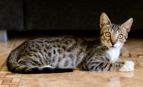 Pinky, gatito Blanquipardo Moteado buenísimo y guapo, nacido en Abril´17, en adopción. Valencia. ADOPTADO. 35934002790_f3b3e342b1