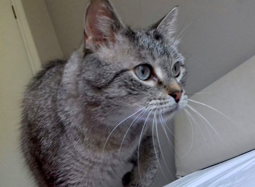 Byron, un bellezón de gato siamés tabby súper bueno esterilizado, nacido en Agosto´13, en adopción. Valencia. ADOPTADO. 36284065245_141788ebb2