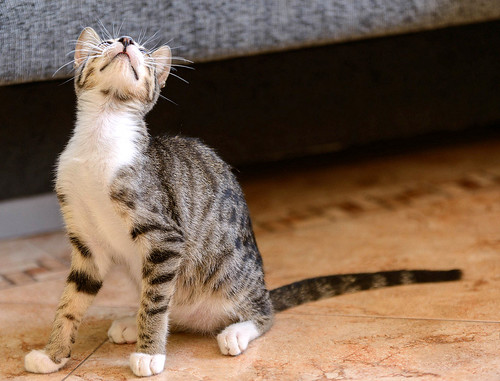 Pinky, gatito Blanquipardo Moteado buenísimo y guapo, nacido en Abril´17, en adopción. Valencia. ADOPTADO. 36161547012_af2e728bab
