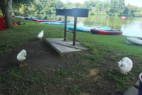 Kayaks and Ducks
