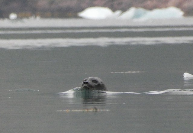Foca en Tasiusaq (Kayak en Groenlandia)