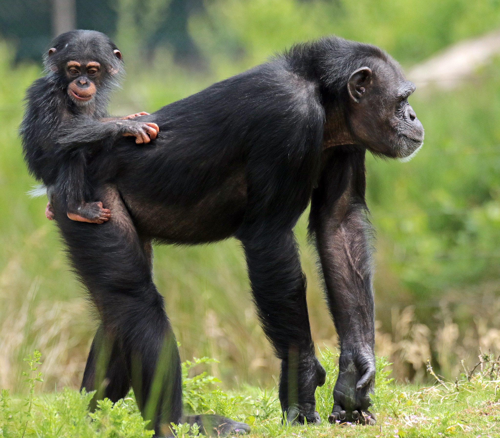 Шимпанзе отличается от человека. Мартышка обыкновенная. Шимпанзе Pan Troglodytes. Карликовые и обычные шимпанзе вместе фото. Обыкновенный шимпанзе купить в Саратове.