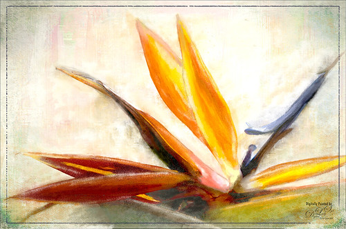 Image of a painted Bird of Paradise flower in my yard