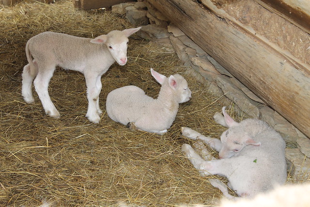 Lambs in Martin's Station at Wilderness Road State Park in SW Virginia