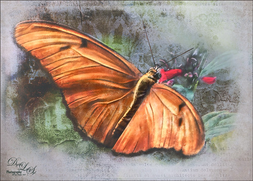 Image of an Orange-Banded Butterfly