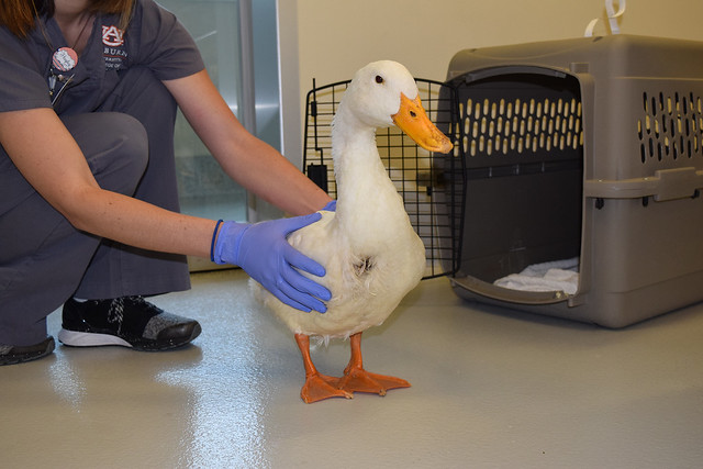 Chester the duck is shown standing before surgery.
