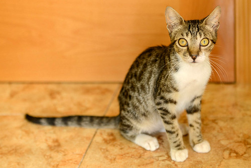Pinky, gatito Blanquipardo Moteado buenísimo y guapo, nacido en Abril´17, en adopción. Valencia. ADOPTADO. 36330356365_31aa505f82