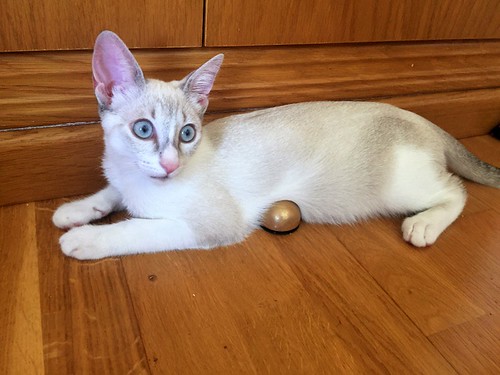 Lolita, gatita Siamesa Tabby preciosa y super buena esterilizada, nacida en Abril´17, en adopción. Valencia. ADOPTADA. 36526689982_ab65abe696