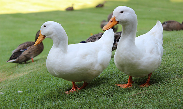 Chester the duck is pictured standing next to another duck.