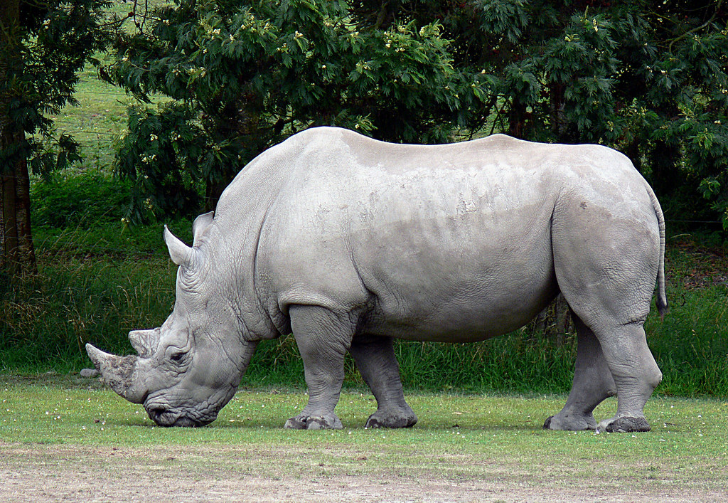 white-rhinoceros-ceratotherium-simum-the-white-rhino-is-flickr