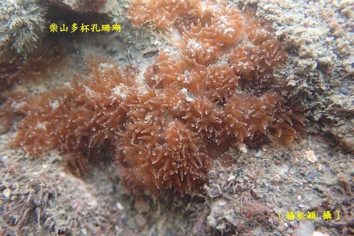 柴山多孔杯珊瑚（楊松穎攝）