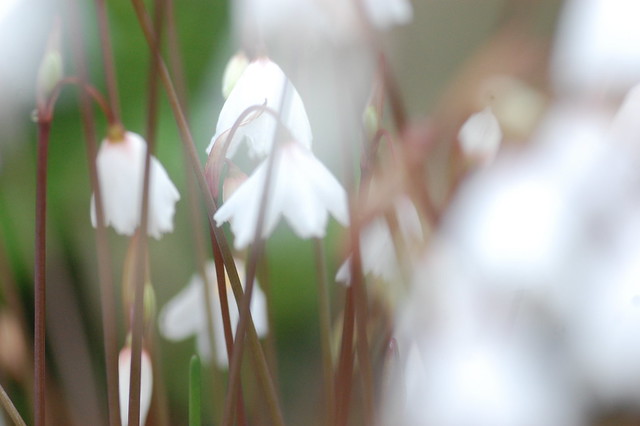 Small white flowers in close-up