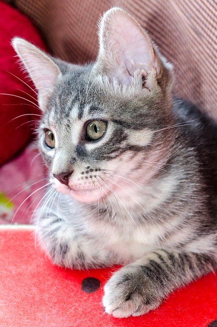 Benny, gatito Azul Ruso Tabby muy guapo y bueno, nacido en Julio´17, en adopción. Valencia. ADOPTADO. 36571595103_f53f445c03_z