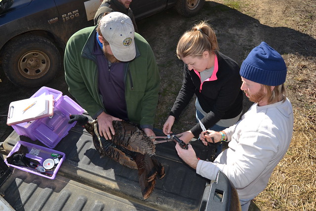 Carolyn Moore bands a wild turkey with a radio transmitter.